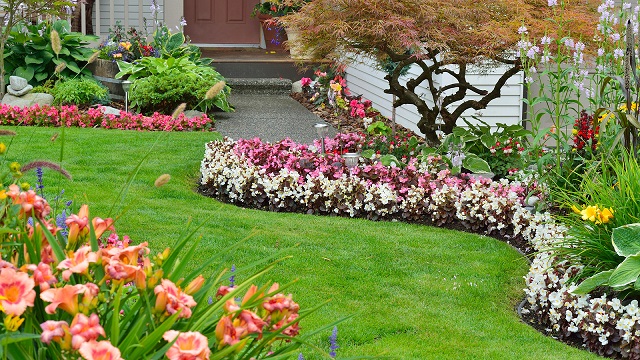 Landscaped front garden bed with flowering plants bordering a lawn